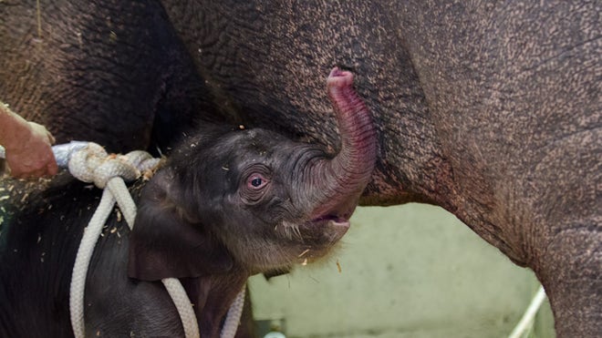 Oregon Zoo Elephant_Angu (1).jpg